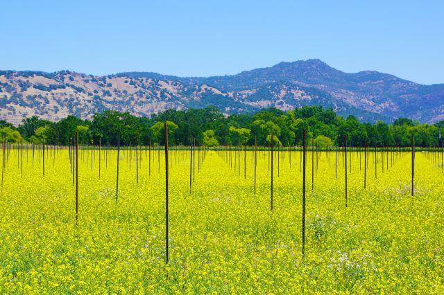 Napa Valley