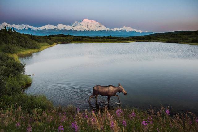 Denali National Park, Alaska - Photo Credit: skeeze via Pixabay